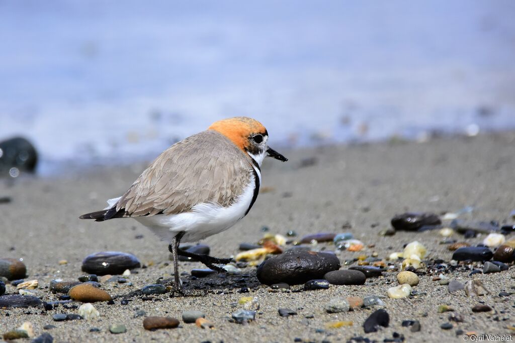 Two-banded Plover, identification, aspect, pigmentation, walking