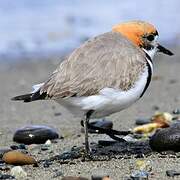 Two-banded Plover