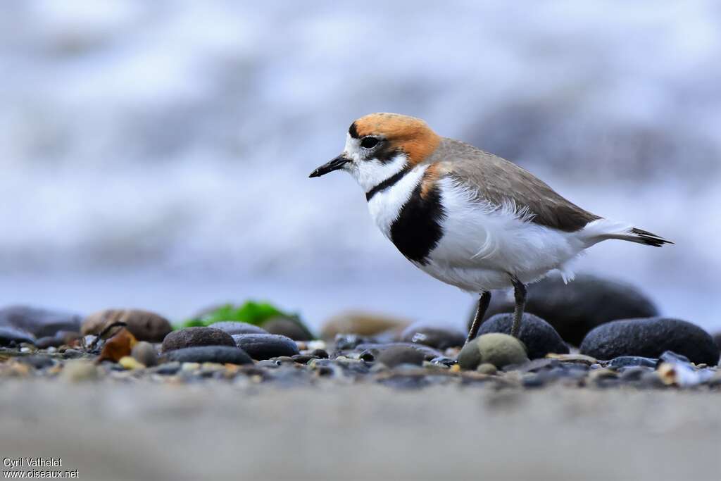 Two-banded Ploveradult, identification