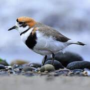 Two-banded Plover