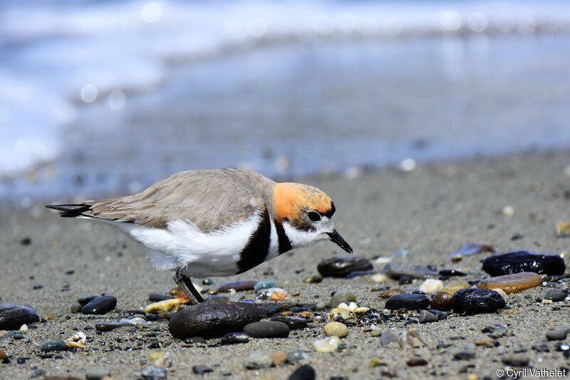 Two-banded Plover, identification, aspect, pigmentation, eats