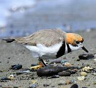 Two-banded Plover