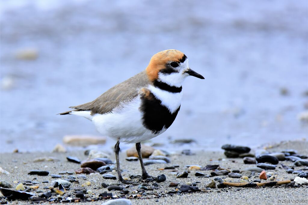 Gravelot des Falklandadulte, identification, composition