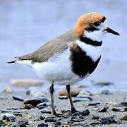 Two-banded Plover