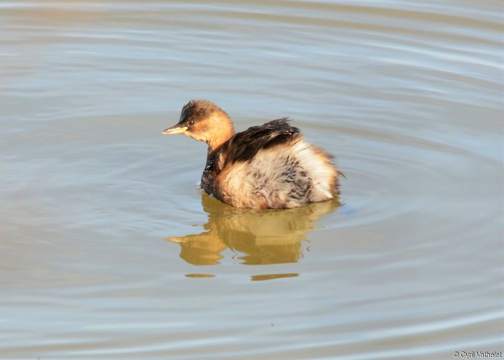 Little Grebe, identification, aspect, pigmentation, swimming