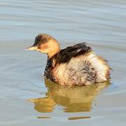 Little Grebe