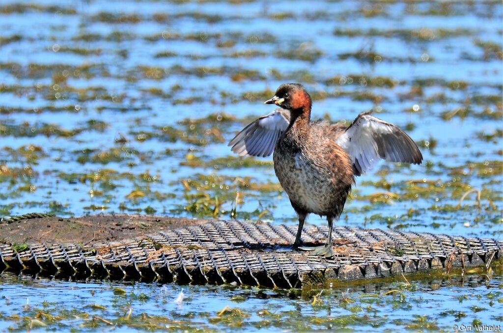 Little Grebeadult breeding, identification