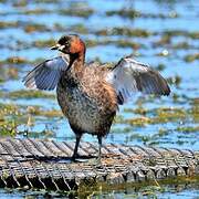 Little Grebe