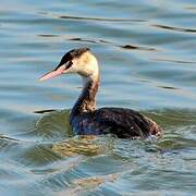 Great Crested Grebe