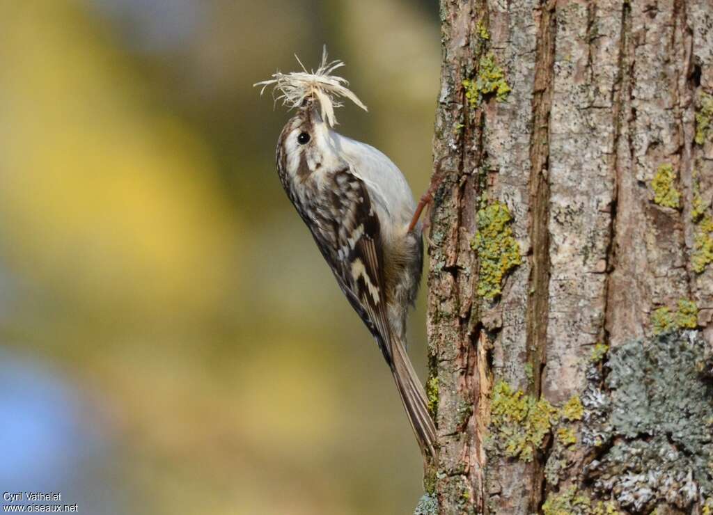 Short-toed Treecreeperadult, pigmentation, walking, Reproduction-nesting