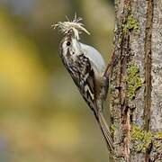 Short-toed Treecreeper