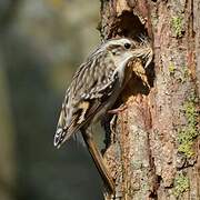 Short-toed Treecreeper