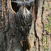 Short-toed Treecreeper