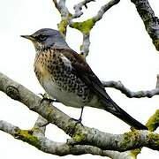 Fieldfare