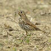 Song Thrush