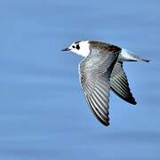 White-winged Tern