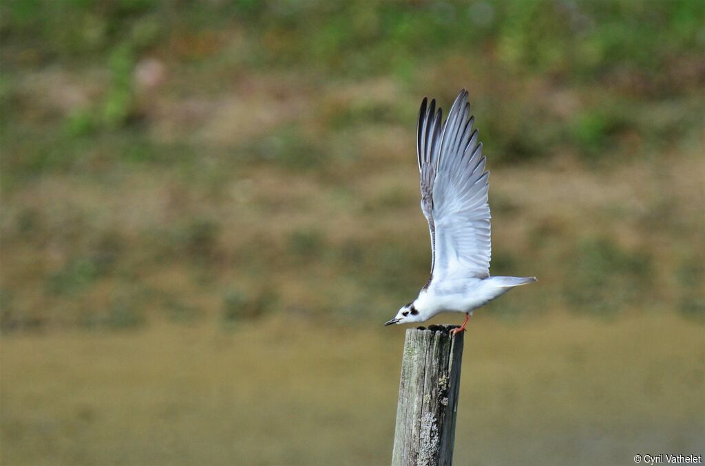 White-winged TernFirst year, identification, aspect