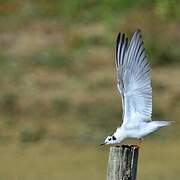 White-winged Tern