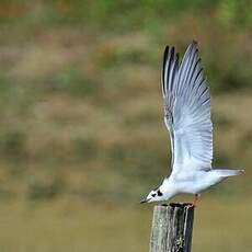 Guifette leucoptère