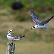 Guifette leucoptère