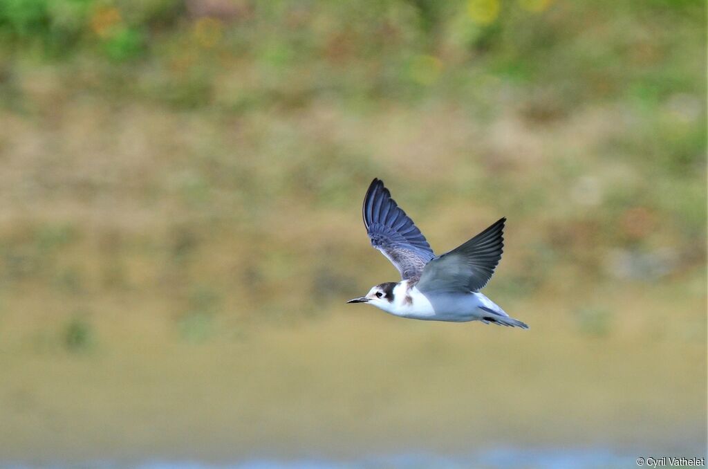 Black Tern, Flight