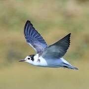 Black Tern