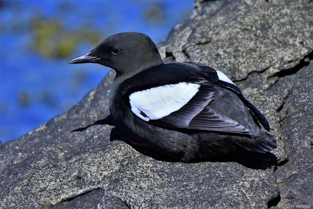 Guillemot à miroir, identification, composition