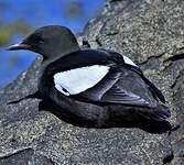 Guillemot à miroir