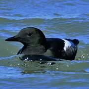 Black Guillemot