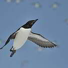 Guillemot de Brünnich