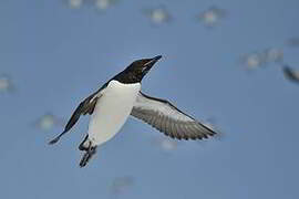 Thick-billed Murre