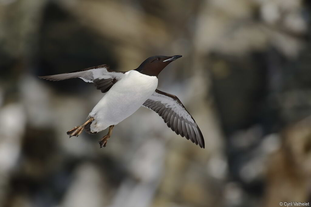 Guillemot de Brünnich