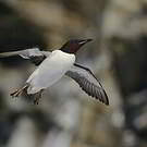 Guillemot de Brünnich