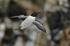 Guillemot de Brünnich