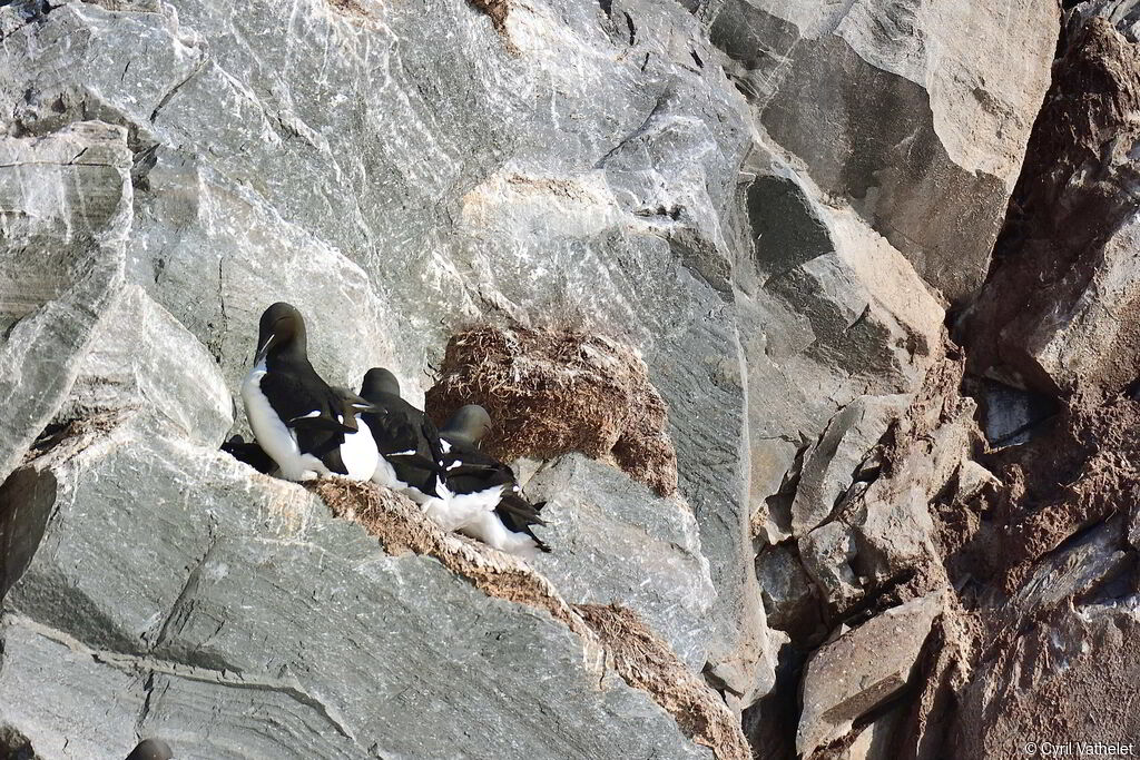 Thick-billed Murre, habitat, aspect, pigmentation