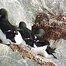 Guillemot de Brünnich