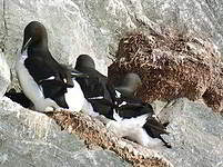 Guillemot de Brünnich