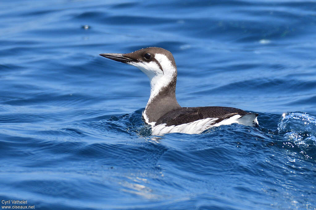 Guillemot de Troïladulte internuptial, identification, nage