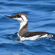 Common Murre