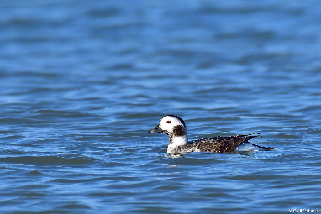 Long-tailed Duck