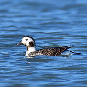 Long-tailed Duck