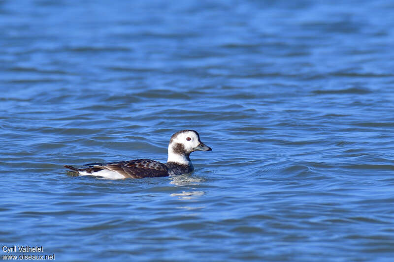 Long-tailed Duck female adult post breeding, identification, swimming