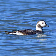 Long-tailed Duck