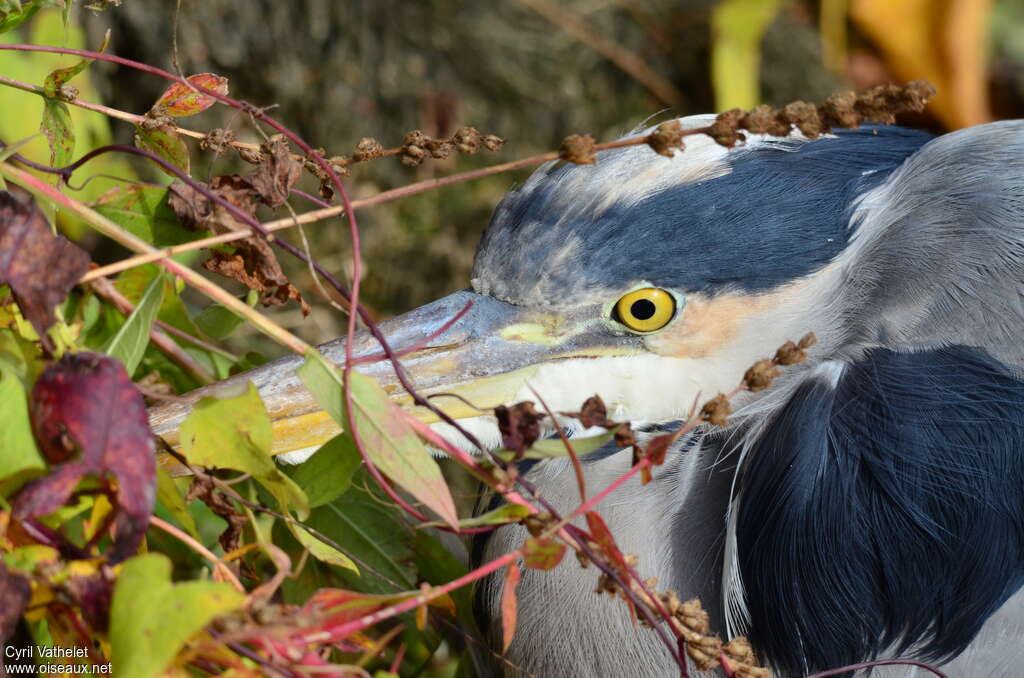 Grey Heronadult, close-up portrait