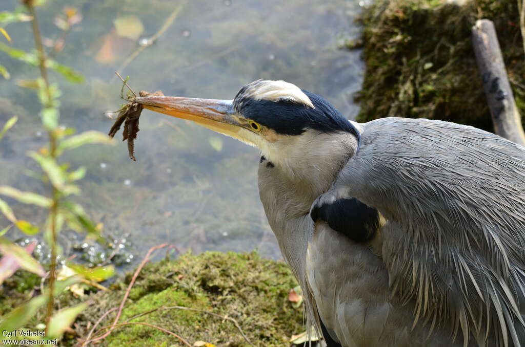 Grey Heronadult, feeding habits