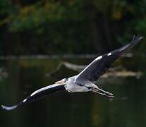 Grey Heron