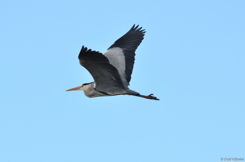 Grey Heronadult, identification, aspect, Flight