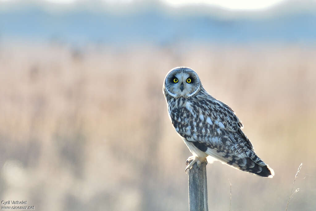 Hibou des marais, composition