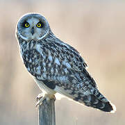 Short-eared Owl