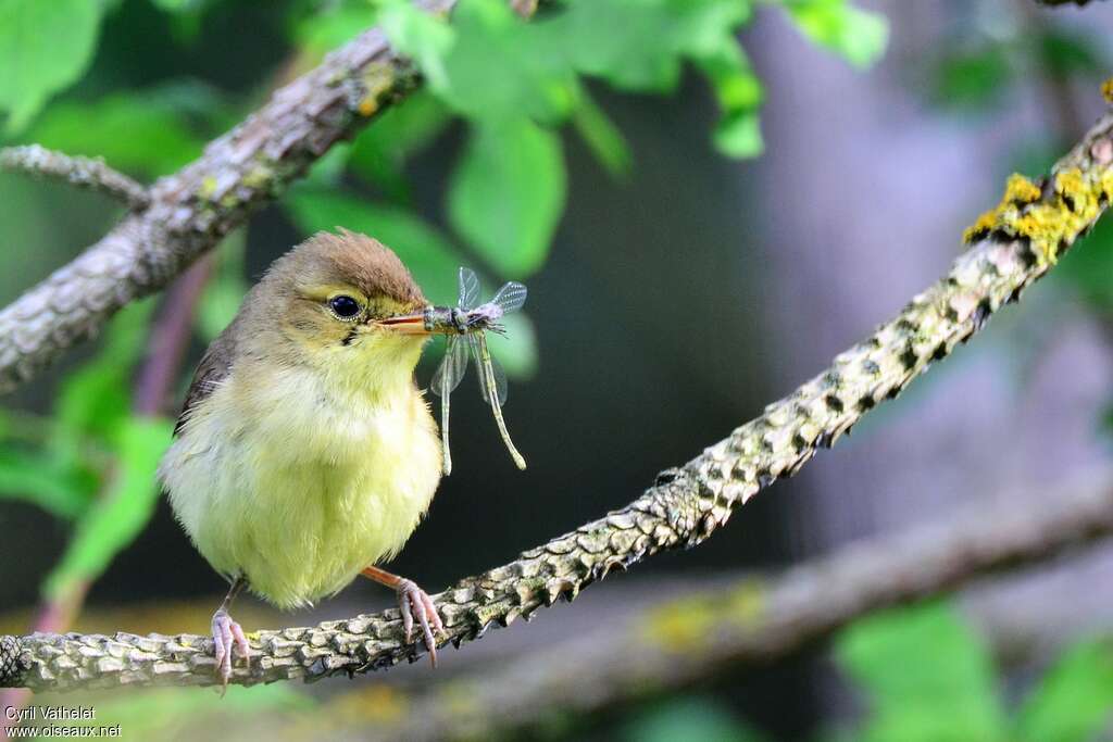 Melodious Warbleradult, feeding habits